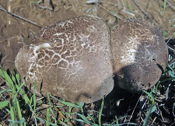 Calvatia cyathiformis